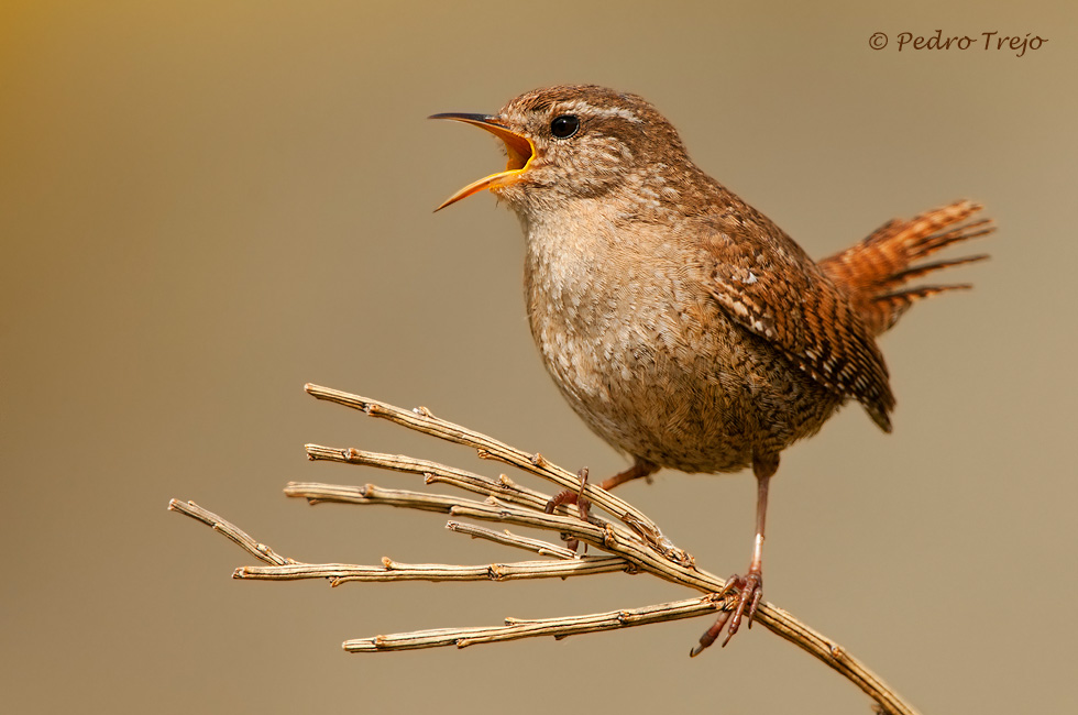 Chochin (Troglodytes troglodytes)